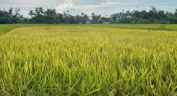 Day 6: VISIT FLOATING HOUSE, CHAM MINORITY VILLAGE AND TRA SU CAJUPUT FOREST - TRANSFER TO CAN THO (B) - visit-floating-house-cham-minority-village-and-tra-su-cajuput-forest-transfer-to-can-tho-b-ZjjtyqpI.jpg