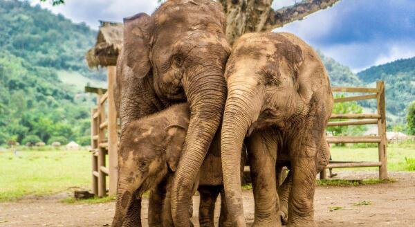 Day 6: TAKE CARE OF THE ELEPHANTS AT THE ELEPHANT JUNGLE SANCTUARY (B/L) - JOIN IN A GROUP TOUR - take-care-of-the-elephants-at-the-elephant-jungle-sanctuary-bl-join-in-a-group-tour-EgKPCnvp.jpg