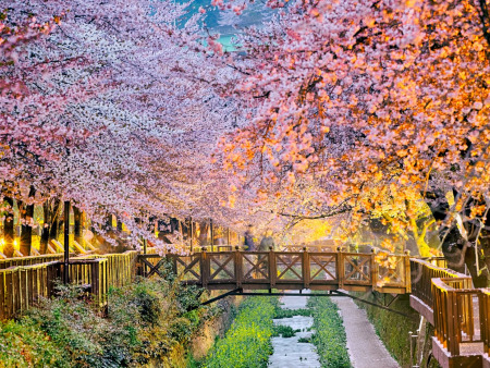 South Korea Culture Luxury in 10 Days