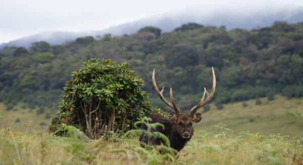 Day 7: Edge of the World: Nuwara Eliya – Horton Plains – Nuwara Eliya - edge-of-the-world-nuwara-eliya-horton-plains-nuwara-eliya-mVjefuuM.jpg