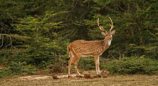 Day 5: Roar of the Wild: Nuwara Eliya – Tissamaharama (B-D) - roar-of-the-wild-nuwara-eliya-tissamaharama-b-d-r3ezPRaV.jpg