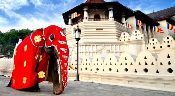 Day 2: Elephants, Temples & Traditional Dance:  Colombo - Kandy (B-D) - elephants-temples-traditional-dance-colombo-kandy-b-d-9HPK9HtG.jpg