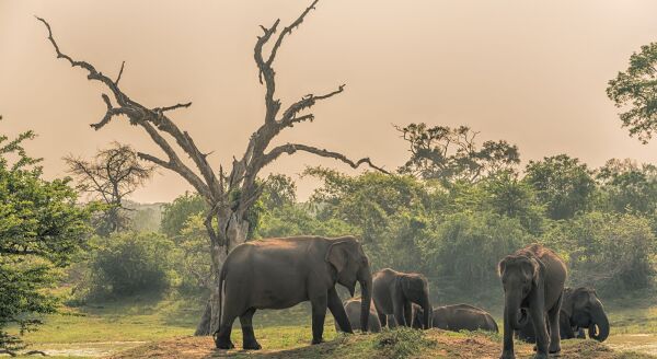 Day 2: Elephants, Temples & Traditional Dance:  Colombo - Kandy (B-D) - elephants-temples-traditional-dance-colombo-kandy-b-d-5NXIU3fU.jpg