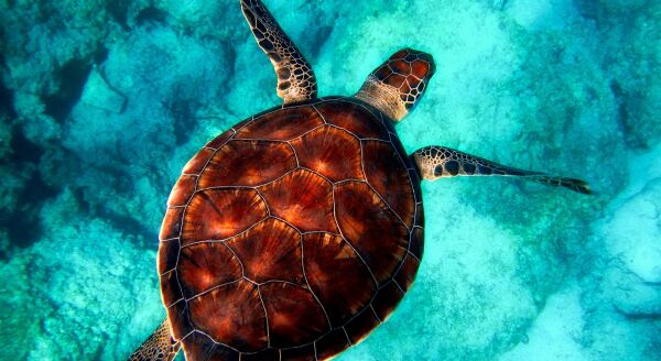 Day 4: Southern Coast, Sea Turtles & Mangroves: Nuwara Eliya – Hikkaduwa (B) - southern-coast-sea-turtles-mangroves-nuwara-eliya-hikkaduwa-b-Vi1Gg2vr.jpg