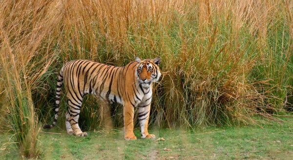 Day 5: Ranthambore Safari & Drive to Jaipur - ranthambore-safari-drive-to-jaipur-DwjCNmLF.jpg
