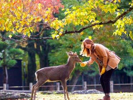 18-Day Cultural Japan