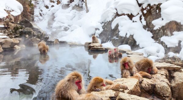 Day 6: Snow Monkey Tour - snow-monkey-tour-74yZrkA1.jpg