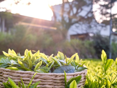 The Green Tea Cave: A Hidden Gem in Jeju’s Southeastern Region