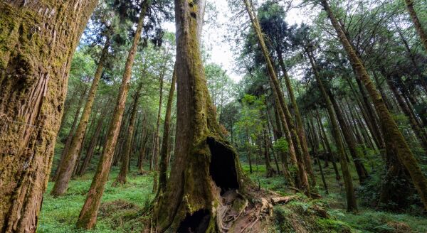 Day 3: Into the Forests of Alishan - into-the-forests-of-alishan-0kyYUEXc.jpg