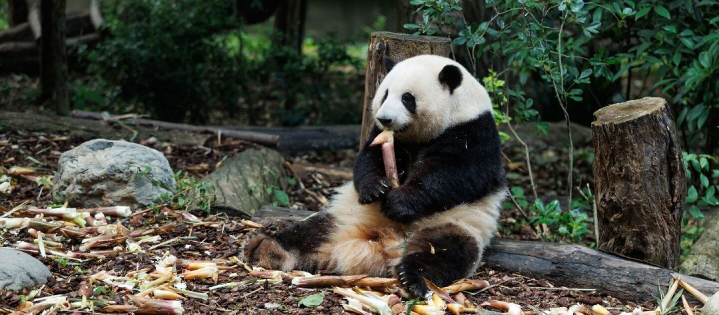 A Day with Chengdu’s Gentle Giants: Your Ultimate Panda Adventure Guide