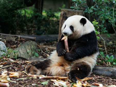 A Day with Chengdu’s Gentle Giants: Your Ultimate Panda Adventure Guide