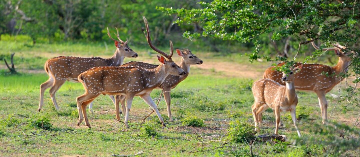 Yala National Park, Sri Lanka: When to Go, What You’ll See, and How to Plan (with September Wisdom)