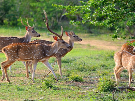 Yala National Park, Sri Lanka: When to Go, What You’ll See, and How to Plan (with September Wisdom)