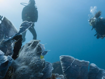 Apo Reef Natural Park: Dive & Travel Guide