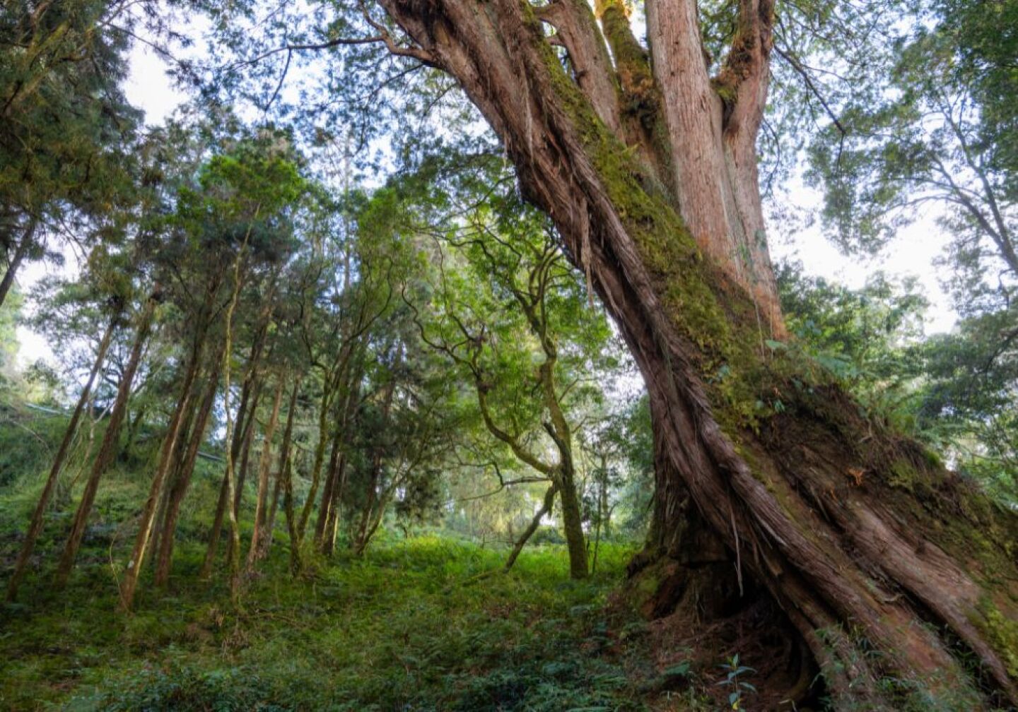 Alishan Forest Railway: Taiwan’s Historic Mountain Train Adventure