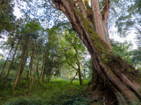 Alishan Forest Railway: Taiwan’s Historic Mountain Train Adventure