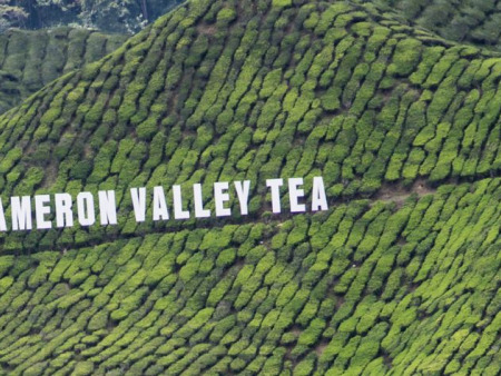 Cameron Highlands: A Practical Guide to a Cool-Climate Icon