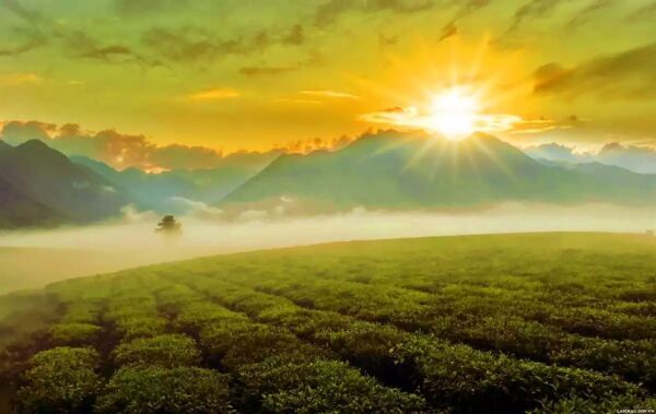 Day 8: Mu Cang Chai to Sapa, Tea Hills, Lonely Tree & Thai Traditional Therapy (B/L) - mu-cang-chai-to-sapa-tea-hills-lonely-tree-thai-traditional-therapy-bl-MO3LMVxp.jpg