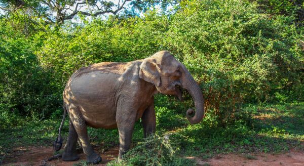 Day 4: RAVANA FALLS, SACRED KATARAGAMA & THE WILDS OF YALA (B, L, D) - ravana-falls-sacred-kataragama-the-wilds-of-yala-b-l-d-CL8H1DKH.jpg