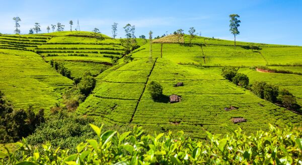 Day 6: TEA COUNTRY, SACRED TEMPLES & NUWARA ELIYA (B, L, D) - tea-country-sacred-temples-nuwara-eliya-b-l-d-IHQCr7yJ.jpg